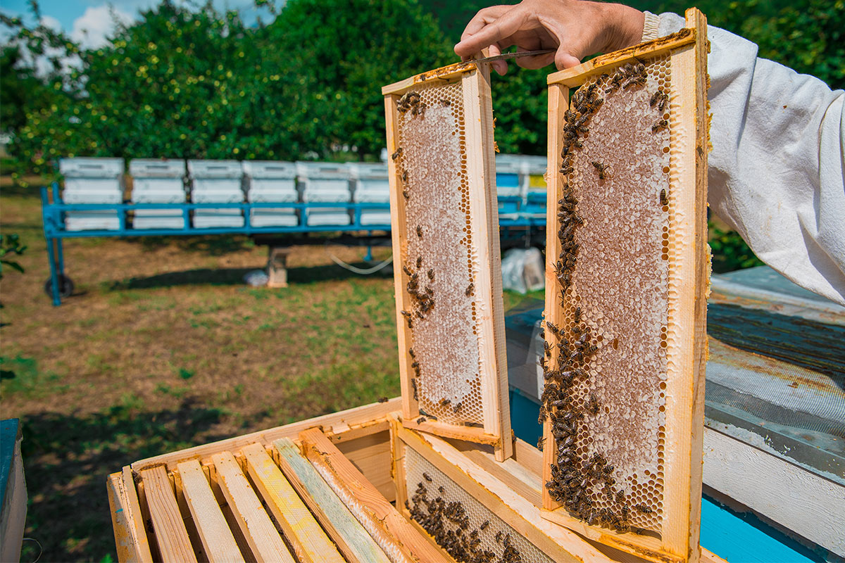 Ana Arı Izgaraları