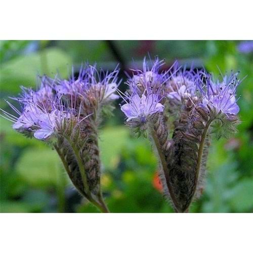 Arı Otu Tohumu 1 KG